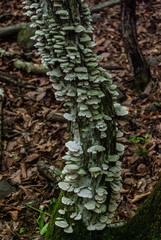 Polyporaceae in Japanese Forest