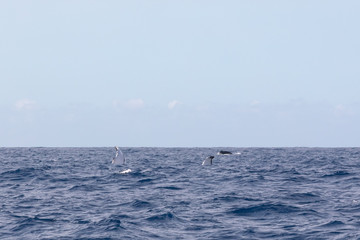Obraz premium Magnifique baleine à bosse réalisant un ballet avec ses nageoire dans les eaux chaudes de l'océan Indien à la Réunion