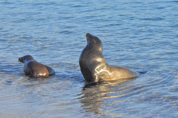 Fototapeta premium sea lion in the sea