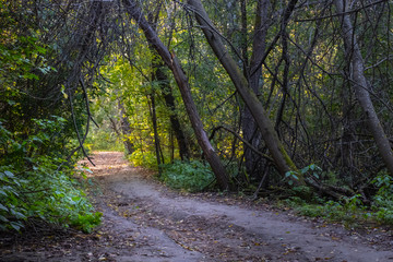 Muddy road beneath dark trees