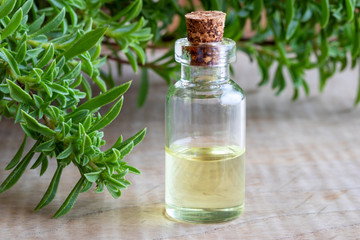 A bottle of mountain savory essential oil with fresh Satureja montana