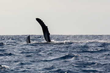 Magnifique baleine à bosse réalisant un ballet avec ses nageoire dans les eaux chaudes de l'océan Indien à la Réunion