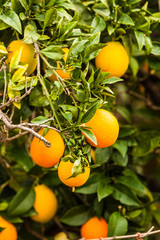 Green tree with raw growing oranges