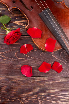 Musical background with violin and rose. Old wooden violin and red flower. Classical musical instrument.