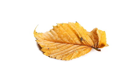 Dry yellow leaf isolated on white background