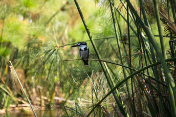 Pied Kingfisher in the Okavango Delta, Botswana