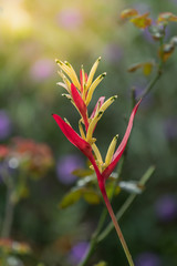 Bird of paradise flower in the garden
