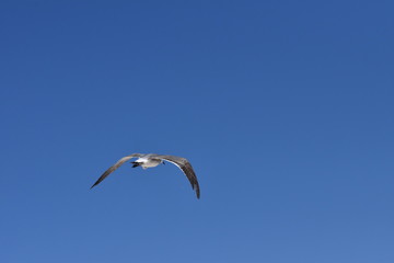 Obraz premium IMAGENS DIVERSAS 