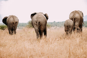 Elefanten Familie Rückanischt