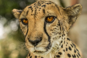 Portrait of a Cheetah