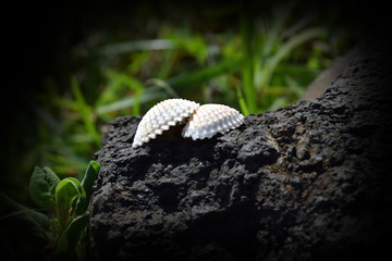 Shell near the river on stones