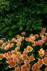 Netherlands,Lisse, a close up of a flower