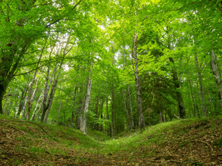 small gully in the beech forest