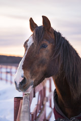 Fototapeta premium Brown horse