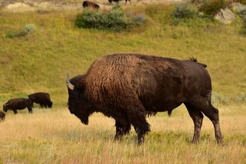 Close up of wild buffalo roaming and grazing the prairie of North Dakota.