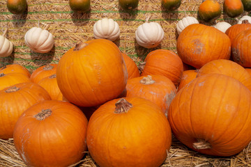 Huge Pumpkin in various colors which can celebrate the holiday season