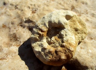 gros plan de fossile isolé sur une dalle de calcaire © VeroniqueMonin
