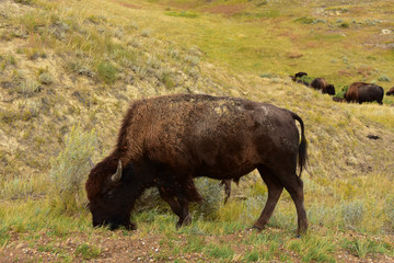 Close up of wild buffalo roaming and grazing the prairie of North Dakota.