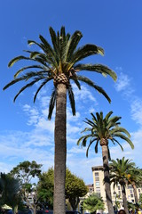 Fototapeta premium palmier à Ajaccio