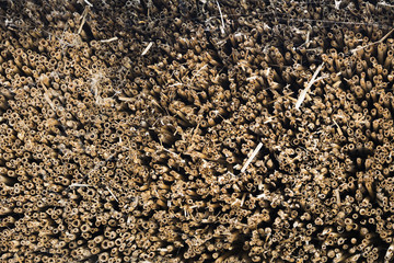 A vintage reed type roof