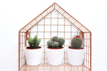 Three cactuses in flowerpots in wired house