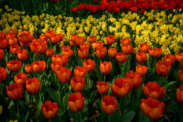 Netherlands,Lisse, a bunch of oranges sitting on top of a flower
