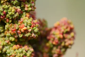 Foto op Canvas Red quinoa grains ripening on the plant © sarahdoow