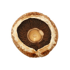 One brown portobello mushroom isolated on white