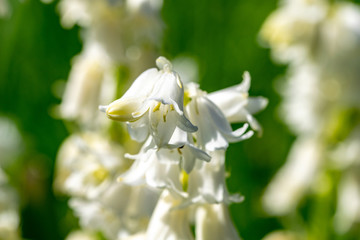 White bluebell flowers