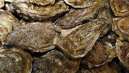 Close up fresh catch of oysters on market