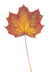 Autumn maple tree leaf
