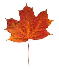Autumn maple tree leaf