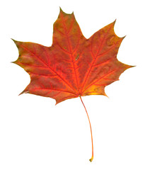 Autumn maple tree leaf