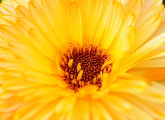 Yellow calendula flower with red-brown stamen