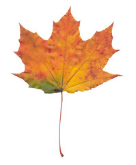 Fototapeta premium Autumn maple tree leaf