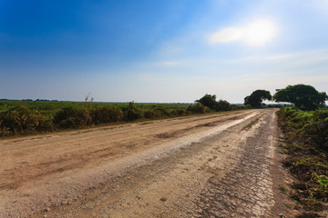 Fototapeta na wymiar Brazilian dirt road in perspective