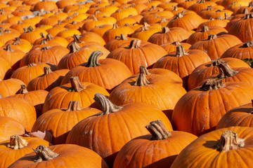Pumpkin field selection with a stunning overview as a unique collection