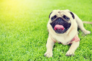 Fototapeta premium Cute brown Pug playing alone in garden 