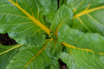 Lush chard plant with bright yellow stems