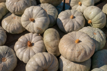 Pumpkin field selection with a stunning overview as a unique collection