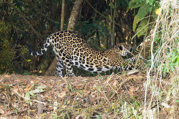 Jaguar from Pantanal, Brazil