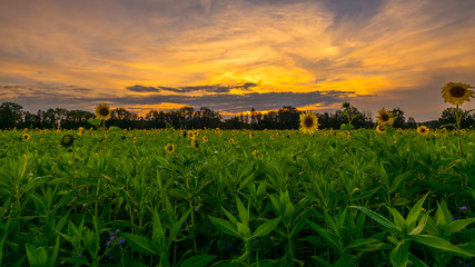 Schöne Sonnenblumen
