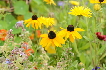 Three rudbeckia flowers with bright yellow petals