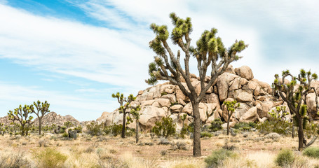 Fototapeta premium Joshua trees (Yucca brevifolia) among boulder pile in Joshua Tree National Park, California