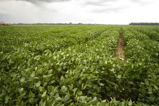 Soy Beans Grow Big and Lush in the Deep South USA