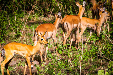 A group of female Ugandan Kob antelope in Queen Elizabeth National Park in Uganda