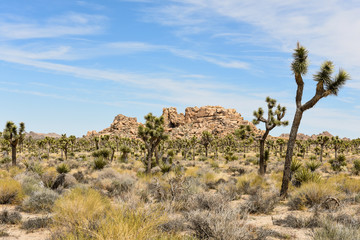 Joshua trees (Yucca brevifolia) on Boy Scout Trail in Joshua Tree National Park, California