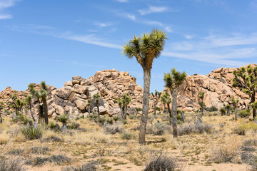 Joshua trees (Yucca brevifolia) on Boy Scout Trail in Joshua Tree National Park, California