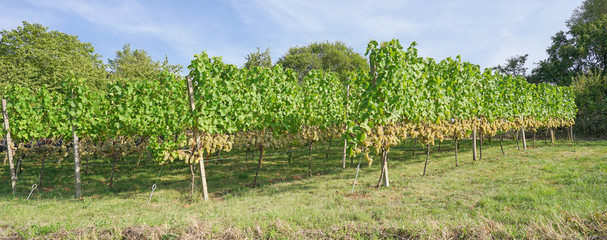 Fototapeta na wymiar Weintrauben am Rebstock im Herbst