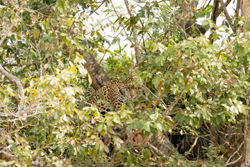 Jaguar from Pantanal, Brazil